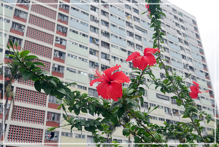 香港兩天一夜行程總整理懶人包