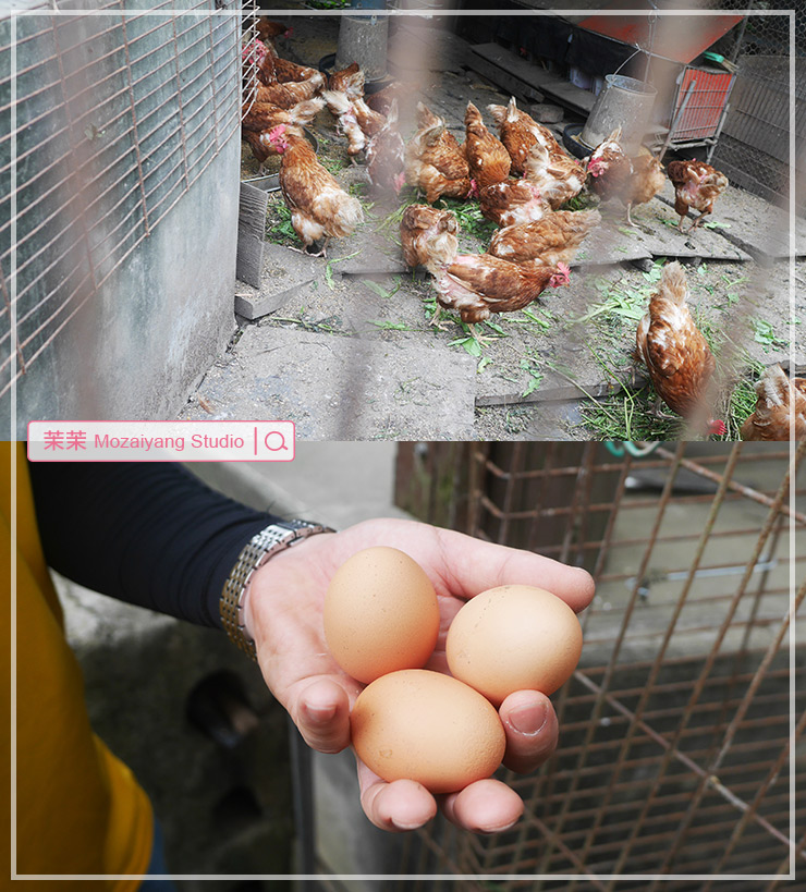 桃園旅遊 桃稻新屋趣 野Fun新屋 生態假期