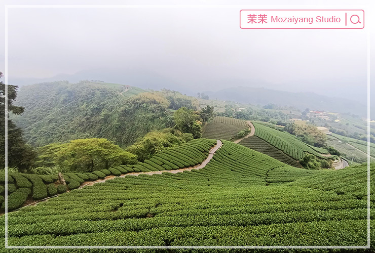 阿里山西北廊道三天兩夜小旅行