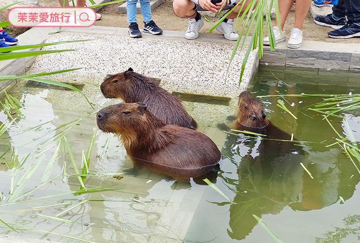 財財的手作基地