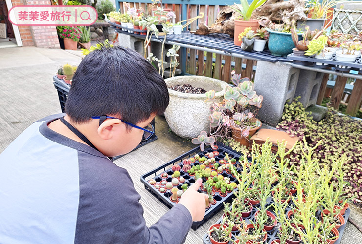 繞山花 手作多肉植物組合盆栽